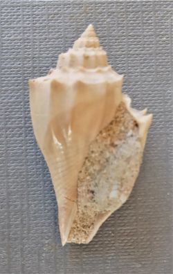 Athleta spinosa
