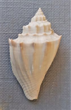 Athleta spinosa
