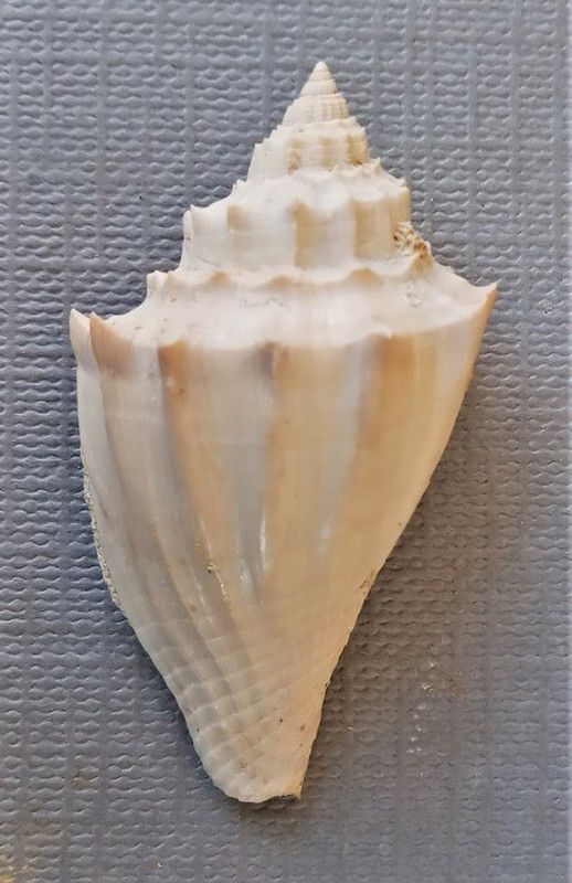 Athleta spinosa
