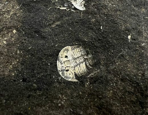 Aulacopleura Konincki ejemplares en Matriz