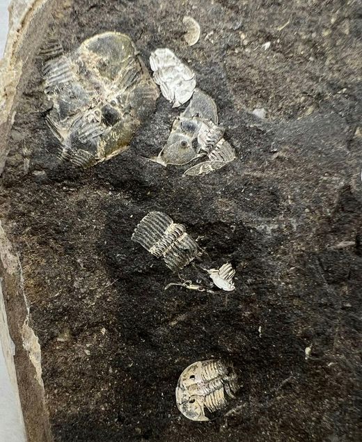Aulacopleura Konincki ejemplares en Matriz