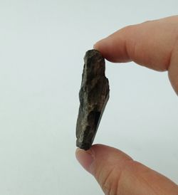 Aulacopleura Konincki