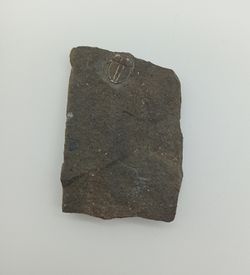 Aulacopleura Konincki