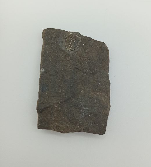 Aulacopleura Konincki