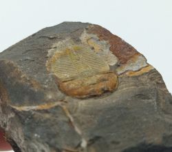 Aulacopleura Konincki