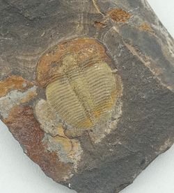 Aulacopleura Konincki