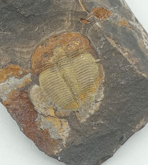 Aulacopleura Konincki