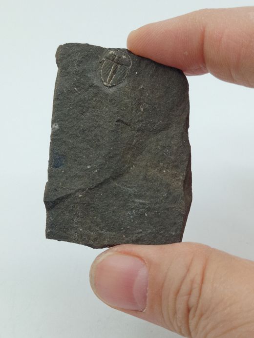 Aulacopleura Konincki