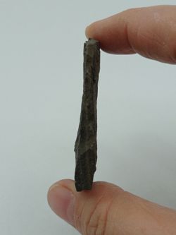 Aulacopleura Konincki