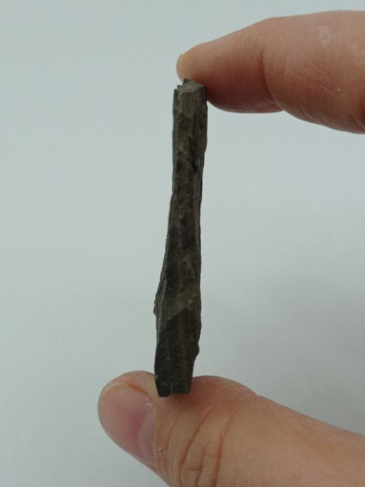 Aulacopleura Konincki