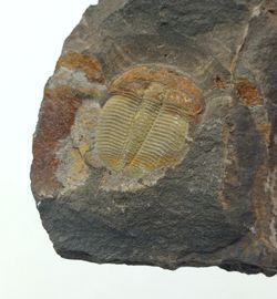 Aulacopleura Konincki