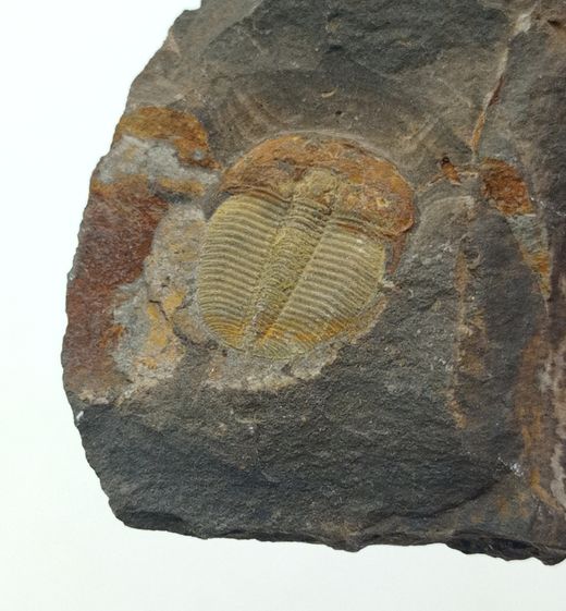 Aulacopleura Konincki