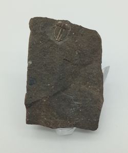 Aulacopleura Konincki