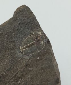 Aulacopleura Konincki
