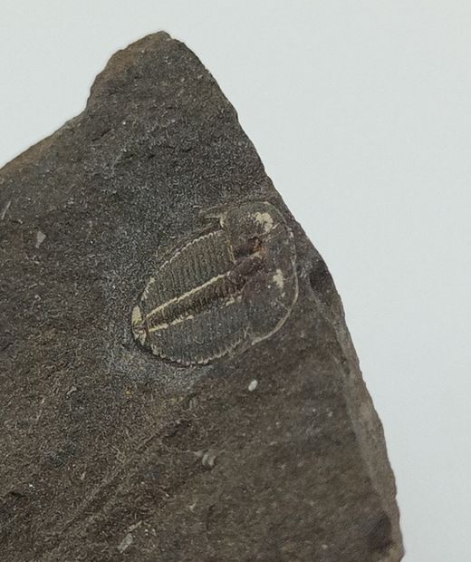 Aulacopleura Konincki