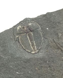Aulacopleura Konincki