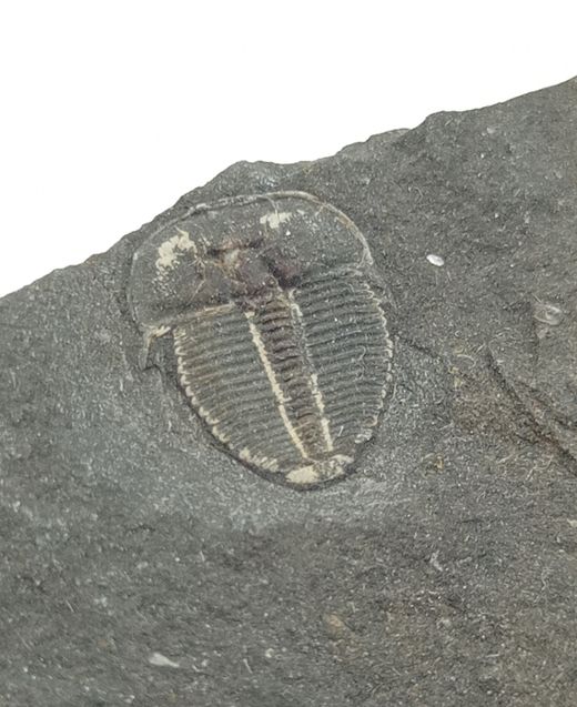 Aulacopleura Konincki