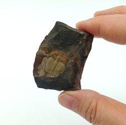 Aulacopleura Konincki