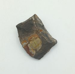 Aulacopleura Konincki