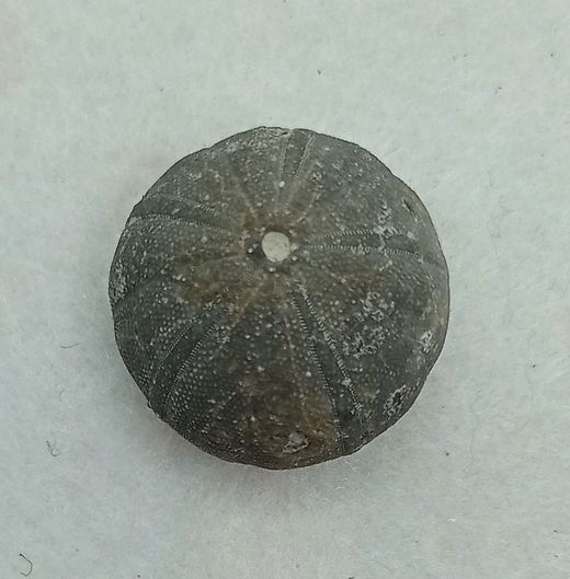 Baronechinus baroni