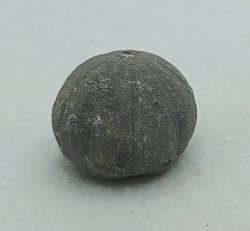 Baronechinus baroni