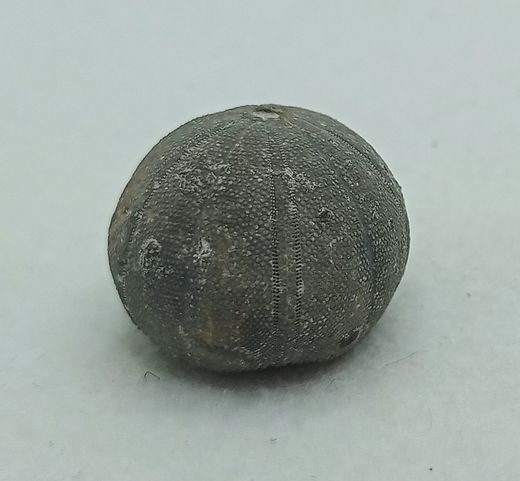 Baronechinus baroni
