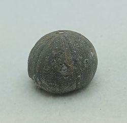 Baronechinus baroni