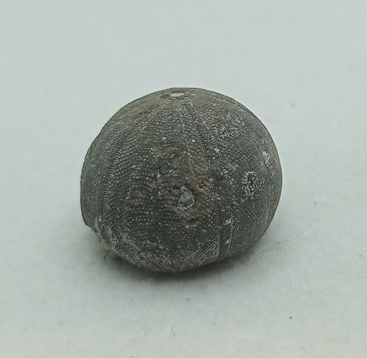 Baronechinus baroni
