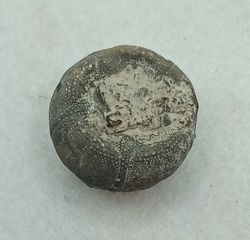 Baronechinus baroni