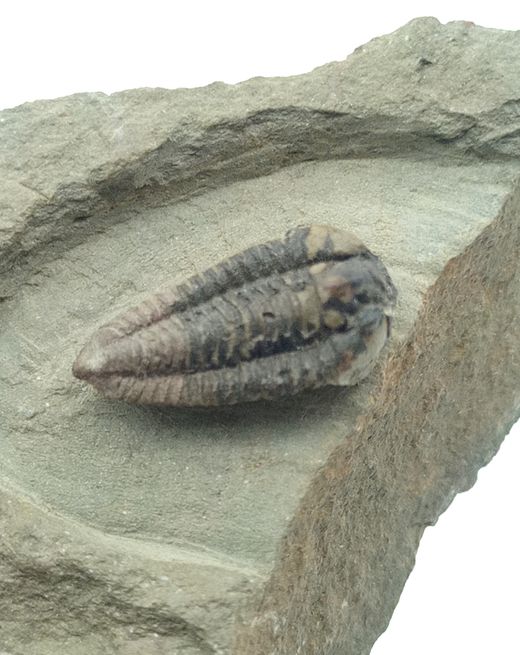 Batycheulus