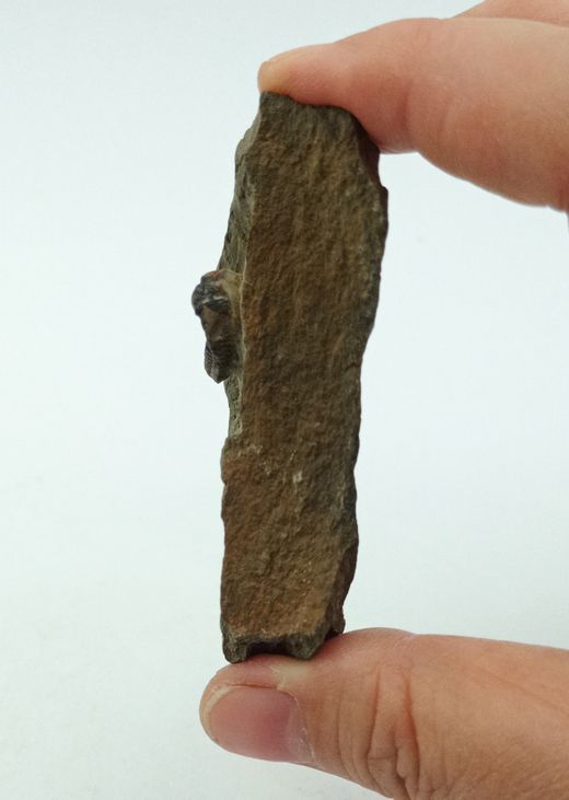 Batycheulus