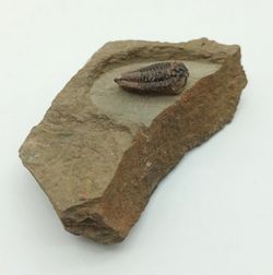 Batycheulus