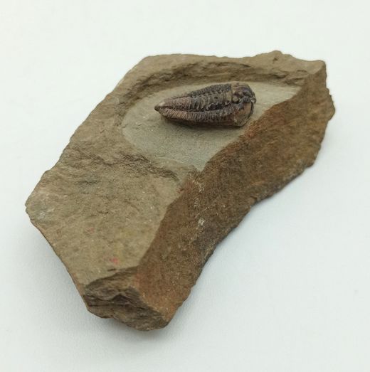 Batycheulus