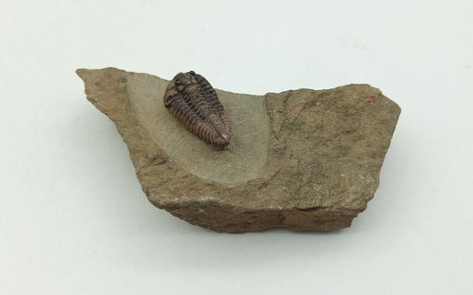 Batycheulus