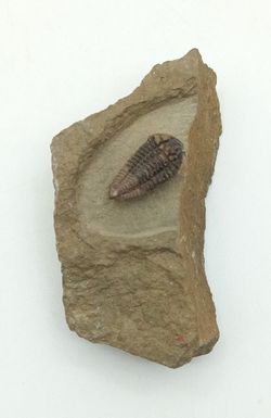 Batycheulus