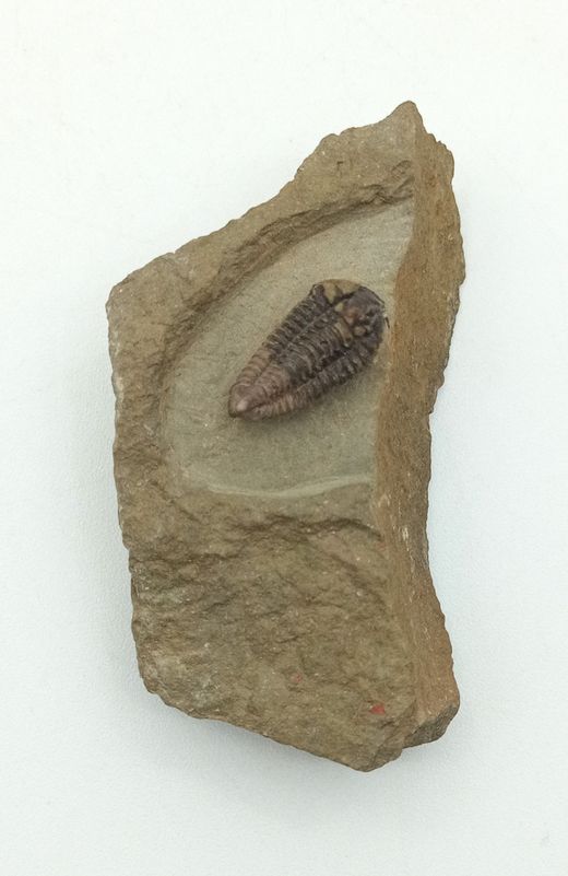 Batycheulus
