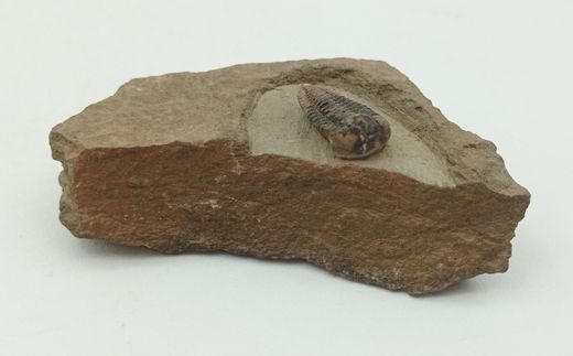 Batycheulus
