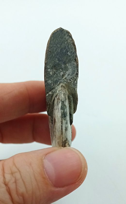 Beudanticeras