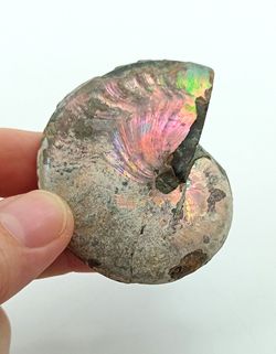 Beudanticeras