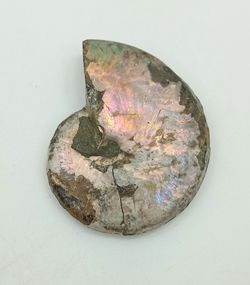 Beudanticeras