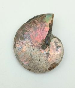 Beudanticeras