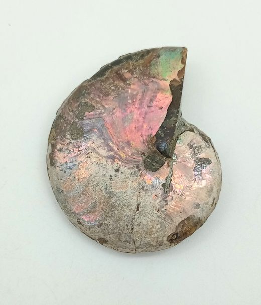 Beudanticeras