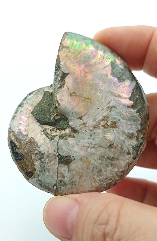 Beudanticeras