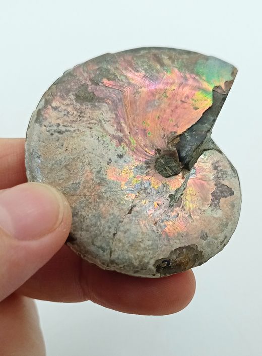Beudanticeras