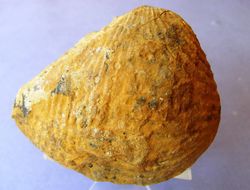 Buchotrigonia abrupta Trigonia