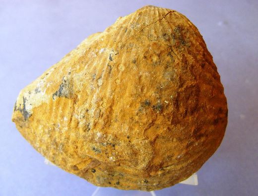 Buchotrigonia abrupta Trigonia