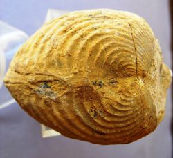 Buchotrigonia abrupta Trigonia