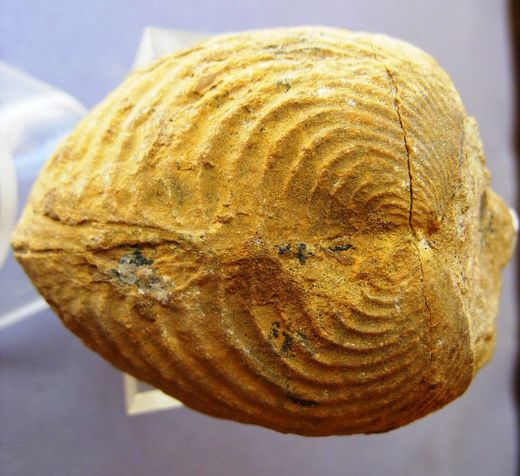 Buchotrigonia abrupta Trigonia