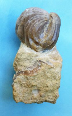 Burmirhynchia decorata (braquiópodo)