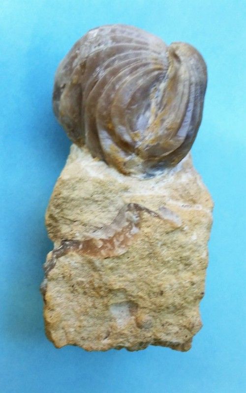 Burmirhynchia decorata (braquiópodo)